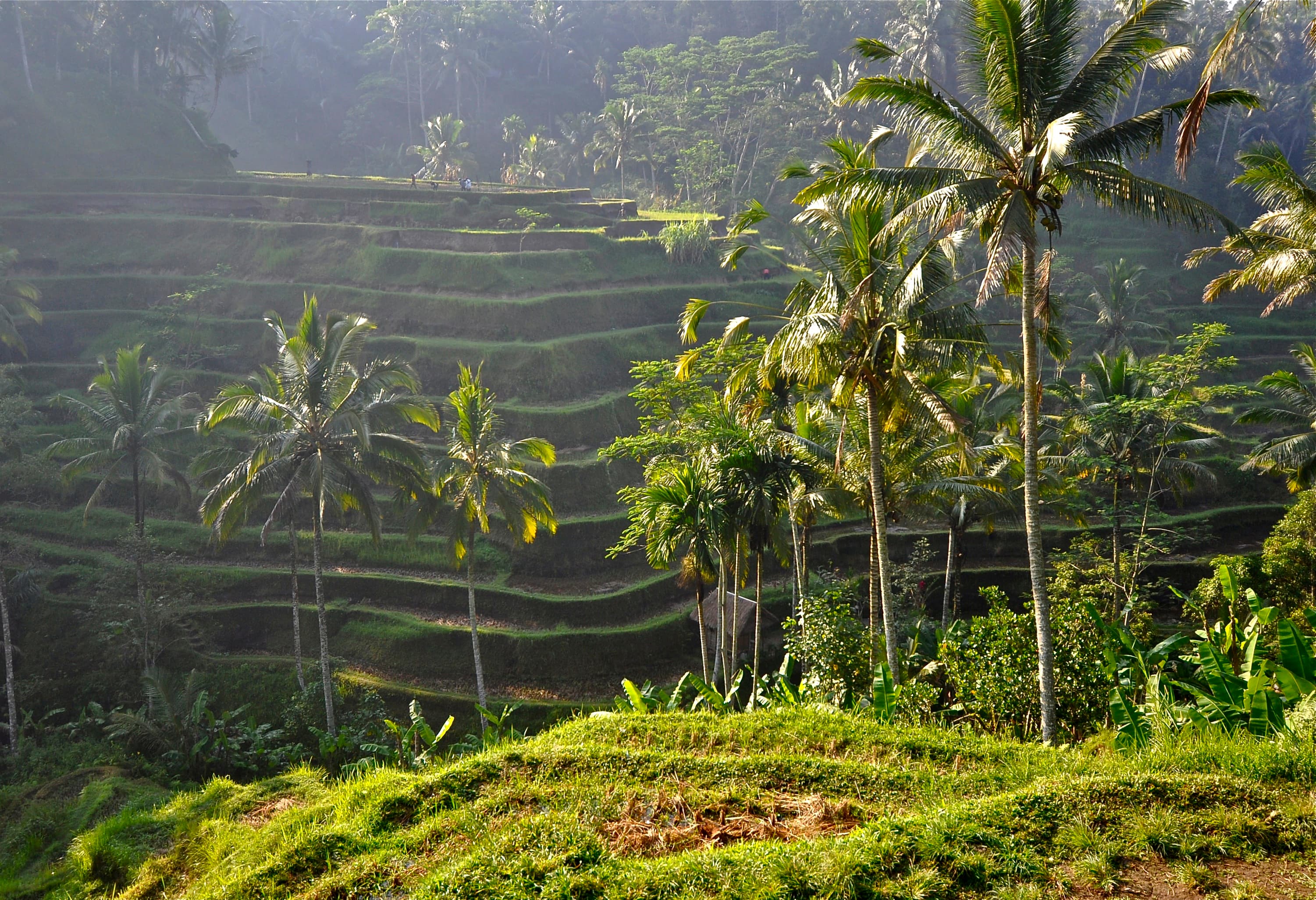 Bali, 2011
